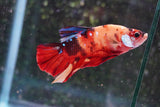 Giant Koi Galaxy   Plakat Male Betta (ID#801-M202) Free2Day SHIPPING