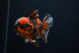 Short Body Thai Oranda  Calico 3.5 Inch (ID#0107T14b-109) Free2Day SHIPPING