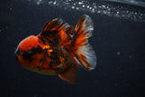 Short Body Thai Oranda  Calico 3.5 Inch (ID#0107T14b-109) Free2Day SHIPPING