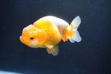 Juvenile Lionchu  Red White 3.5 Inch (ID#1029R11b-21) Free2Day SHIPPING