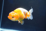 Juvenile Lionchu  Red White 3.5 Inch (ID#1029R11b-21) Free2Day SHIPPING