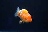 Juvenile Lionchu  Red White 3.5 Inch (ID#1029R11b-21) Free2Day SHIPPING