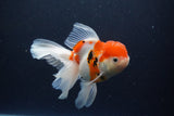 Thai Oranda  Calico 5.5 Inch (ID#1115To5b-96) Free2Day SHIPPING