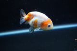 Baby Ranchu  Sakura 2.5 Inch (ID#318R9c-29) Free2Day SHIPPING