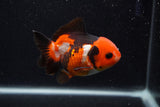 Short Body Thai Oranda  Tricolor 3.5 Inch (ID#0107T14b-110) Free2Day SHIPPING