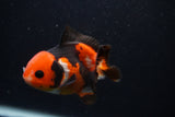 Short Body Thai Oranda  Tricolor 3.5 Inch (ID#0107T14b-110) Free2Day SHIPPING