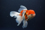 Thai Oranda  Calico 5.5 Inch (ID#1115To5b-96) Free2Day SHIPPING