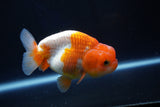 Juvenile Lionchu  Red White 3.5 Inch (ID#1029R11b-21) Free2Day SHIPPING