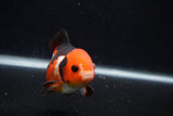 Short Body Thai Oranda  Tricolor 3.5 Inch (ID#0107T14b-110) Free2Day SHIPPING