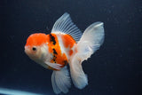 Thai Oranda  Calico 5.5 Inch (ID#1115To5b-96) Free2Day SHIPPING