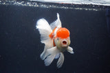 Thai Oranda  Calico 5.5 Inch (ID#1115To5b-96) Free2Day SHIPPING