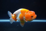 Juvenile Lionchu  Red White 3.5 Inch (ID#1029R11b-21) Free2Day SHIPPING