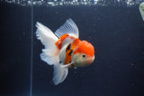 Thai Oranda  Calico 5.5 Inch (ID#1115To5b-96) Free2Day SHIPPING