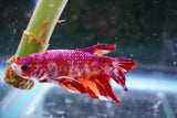 Giant Candy Koi   Plakat Male Betta (ID#801-M204) Free2Day SHIPPING