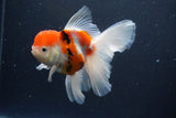 Thai Oranda  Calico 5.5 Inch (ID#1115To5b-96) Free2Day SHIPPING