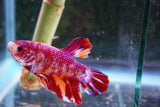 Giant Candy Koi   Plakat Male Betta (ID#801-M204) Free2Day SHIPPING