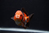 Short Body Thai Oranda  Tricolor 3.5 Inch (ID#0107T14b-110) Free2Day SHIPPING