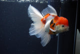 Thai Oranda  Calico 5.5 Inch (ID#1115To5b-96) Free2Day SHIPPING