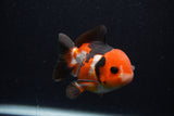 Short Body Thai Oranda  Tricolor 3.5 Inch (ID#0107T14b-110) Free2Day SHIPPING