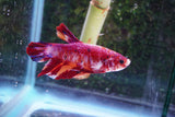 Giant Candy Koi   Plakat Male Betta (ID#801-M204) Free2Day SHIPPING