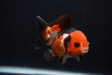 Short Body Thai Oranda  Tricolor 3.5 Inch (ID#0107T14b-110) Free2Day SHIPPING