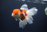 Thai Oranda  Calico 5.5 Inch (ID#1115To5b-96) Free2Day SHIPPING