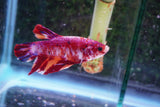 Giant Candy Koi   Plakat Male Betta (ID#801-M204) Free2Day SHIPPING