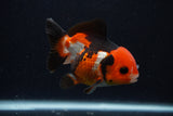 Short Body Thai Oranda  Tricolor 3.5 Inch (ID#0107T14b-110) Free2Day SHIPPING