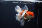 Thai Oranda  Calico 5.5 Inch (ID#1115To5b-96) Free2Day SHIPPING