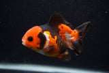 Short Body Thai Oranda  Tricolor 3.5 Inch (ID#0107T14b-110) Free2Day SHIPPING