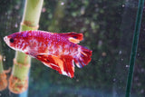 Giant Candy Koi   Plakat Male Betta (ID#801-M204) Free2Day SHIPPING