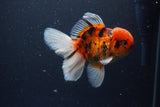 Thai Oranda  Calico 4.5 Inch (ID#1115To5b-97) Free2Day SHIPPING