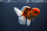 Thai Oranda  Calico 4.5 Inch (ID#1115To5b-97) Free2Day SHIPPING