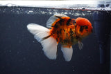 Thai Oranda  Calico 4.5 Inch (ID#1115To5b-97) Free2Day SHIPPING