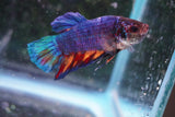 Giant Candy Koi   Plakat Male Betta (ID#801-M205) Free2Day SHIPPING