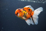 Thai Oranda  Calico 4.5 Inch (ID#1115To5b-97) Free2Day SHIPPING