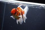 Thai Oranda  Calico 4.5 Inch (ID#1115To5b-97) Free2Day SHIPPING