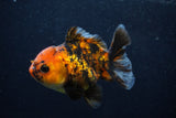 Thai Oranda  Calico 3.5 Inch (ID#0103T2a-48) Free2Day SHIPPING