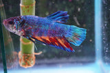 Giant Candy Koi   Plakat Male Betta (ID#801-M205) Free2Day SHIPPING