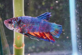 Giant Candy Koi   Plakat Male Betta (ID#801-M205) Free2Day SHIPPING