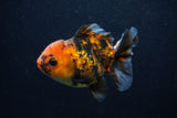 Thai Oranda  Calico 3.5 Inch (ID#0103T2a-48) Free2Day SHIPPING