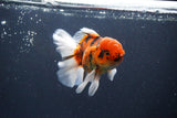 Thai Oranda  Calico 4.5 Inch (ID#1115To5b-97) Free2Day SHIPPING