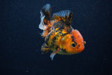 Thai Oranda  Calico 3.5 Inch (ID#0103T2a-48) Free2Day SHIPPING