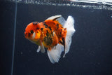 Thai Oranda  Calico 4.5 Inch (ID#1115To5b-97) Free2Day SHIPPING