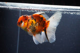 Thai Oranda  Calico 4.5 Inch (ID#1115To5b-97) Free2Day SHIPPING