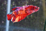 Giant Koi   Galaxy Plakat Male Betta (ID#801-M206) Free2Day SHIPPING