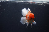 Thai Oranda  Calico 4.5 Inch (ID#1115To5b-97) Free2Day SHIPPING