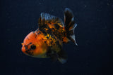 Thai Oranda  Calico 3.5 Inch (ID#0103T2a-48) Free2Day SHIPPING