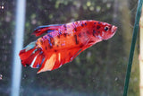 Giant Koi   Galaxy Plakat Male Betta (ID#801-M206) Free2Day SHIPPING