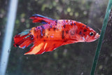 Giant Koi   Galaxy Plakat Male Betta (ID#801-M206) Free2Day SHIPPING